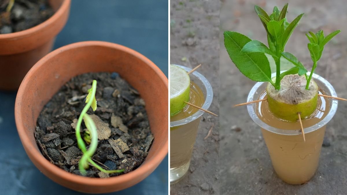 Grow Lemon Trees Faster Using Water: The Ultimate Step-by-Step Propagation Guide for Home Gardeners