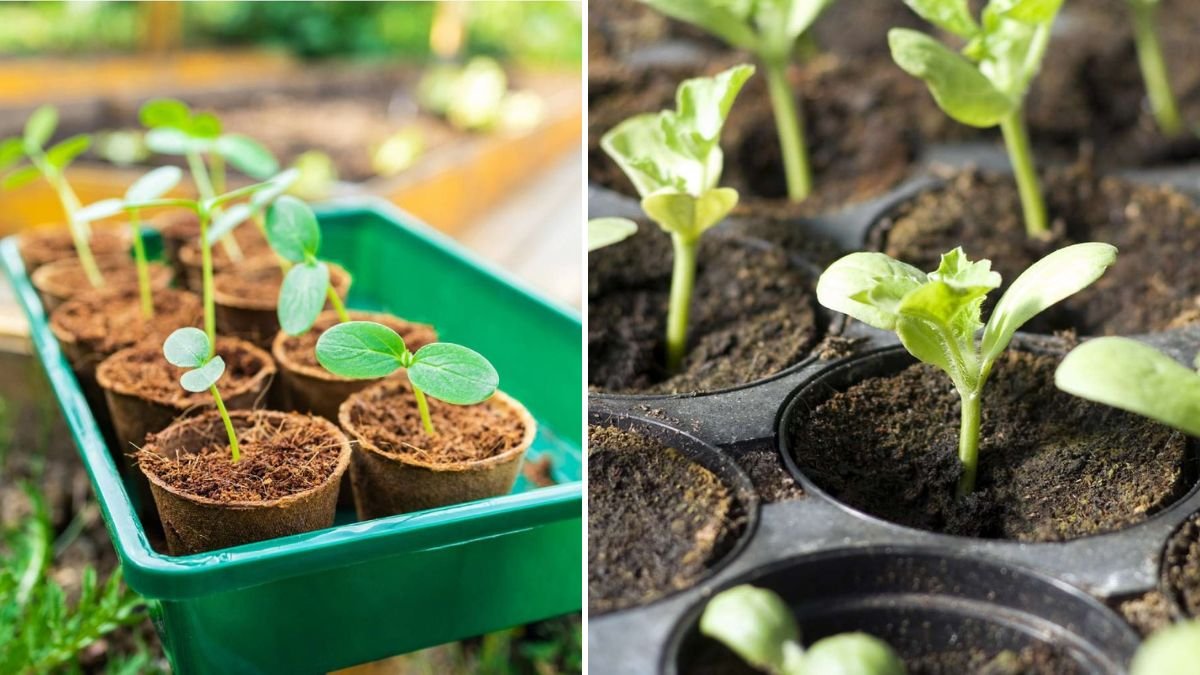 Gardening Expert Reveals the SECRET to Growing Healthier, Faster, and More Productive Plants—Beginners Can Do It Too!