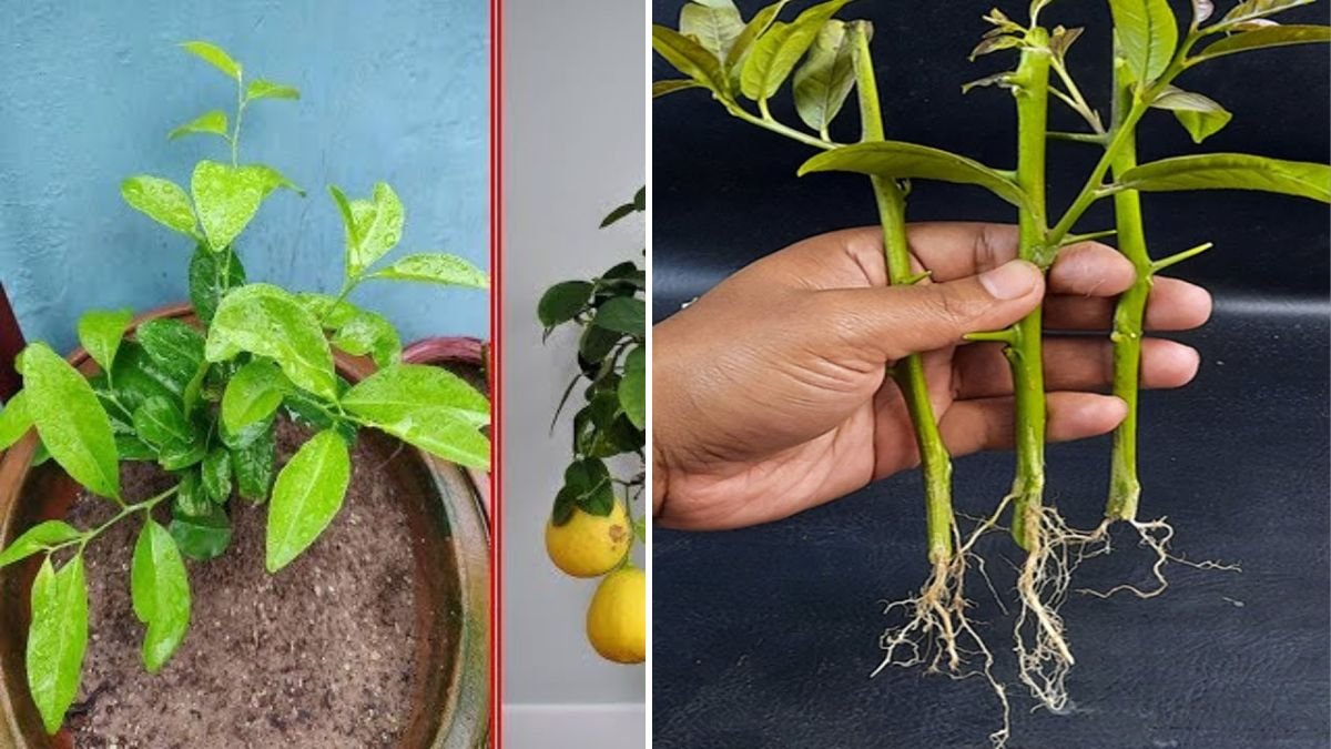 Master the Art of Propagation: Successfully Rooting Lemon Trees from Cuttings at Home