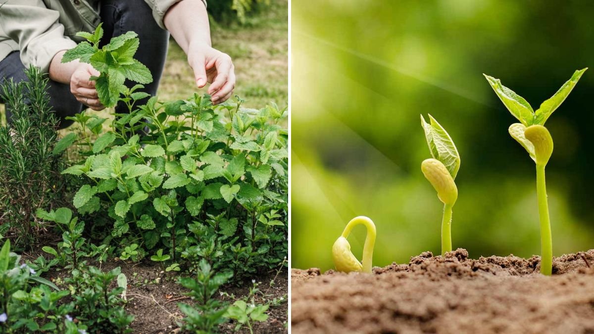 Top Gardening Expert Reveals the BEST Secret to Growing Healthy Plants Faster at Home