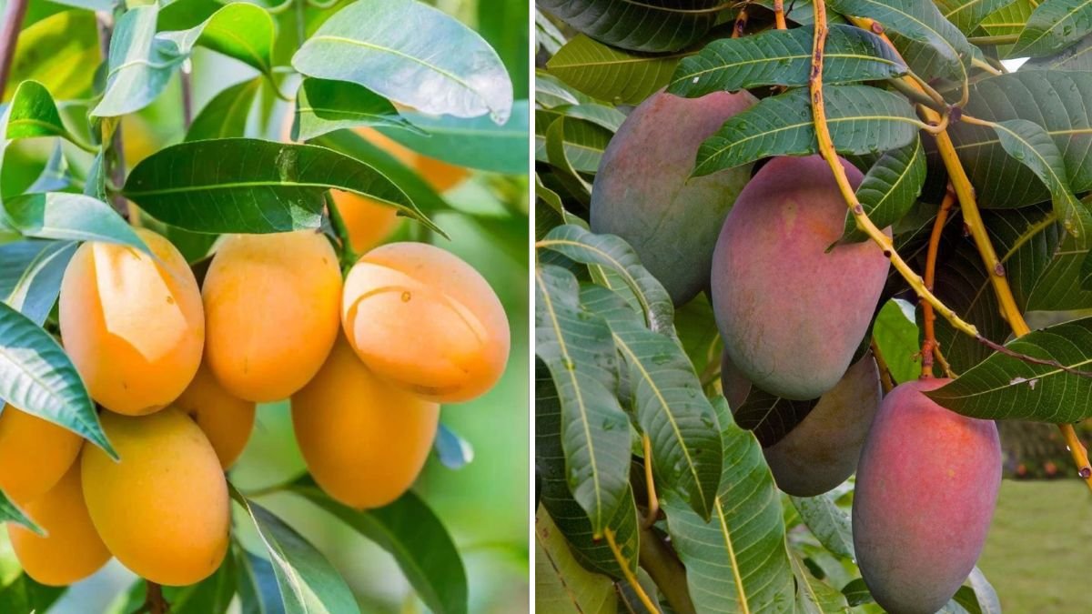 Top Mango Tree Propagation Tips for Fast, Healthy Growth