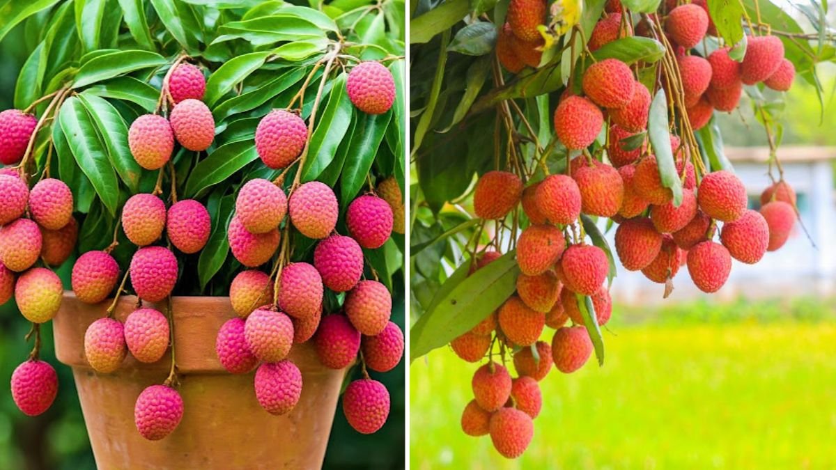 The BEST Method to Grow Lychee Trees: A Complete Guide for Faster, Healthier Growth