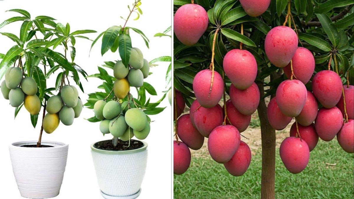 Mango Magic: Little-Known Propagation Secrets for Growing Strong, Fast, and Fruitful Trees