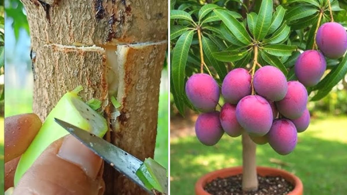 The Absolute BEST Way to Propagate Your Fruit Trees: A High-Success Method Every Gardener Should Know