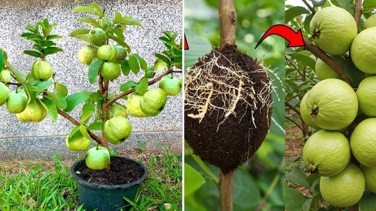 Ultimate Hack to Grow Guava Trees FASTER: The One Method Every Gardener Should Try!