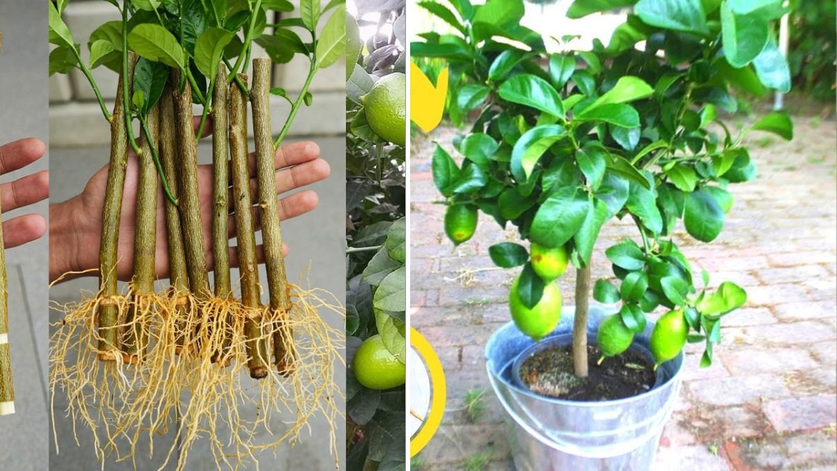 The Ultimate Guide to Propagating Lemon Trees: Best Methods for Fast, Healthy Growth