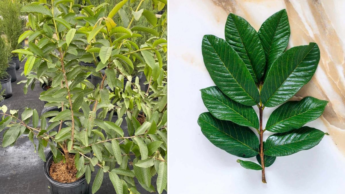 Grow Guava Tree Faster with These Pro Tips: The Ultimate Guide to Big, Healthy & Fast-Growing Guava Plants