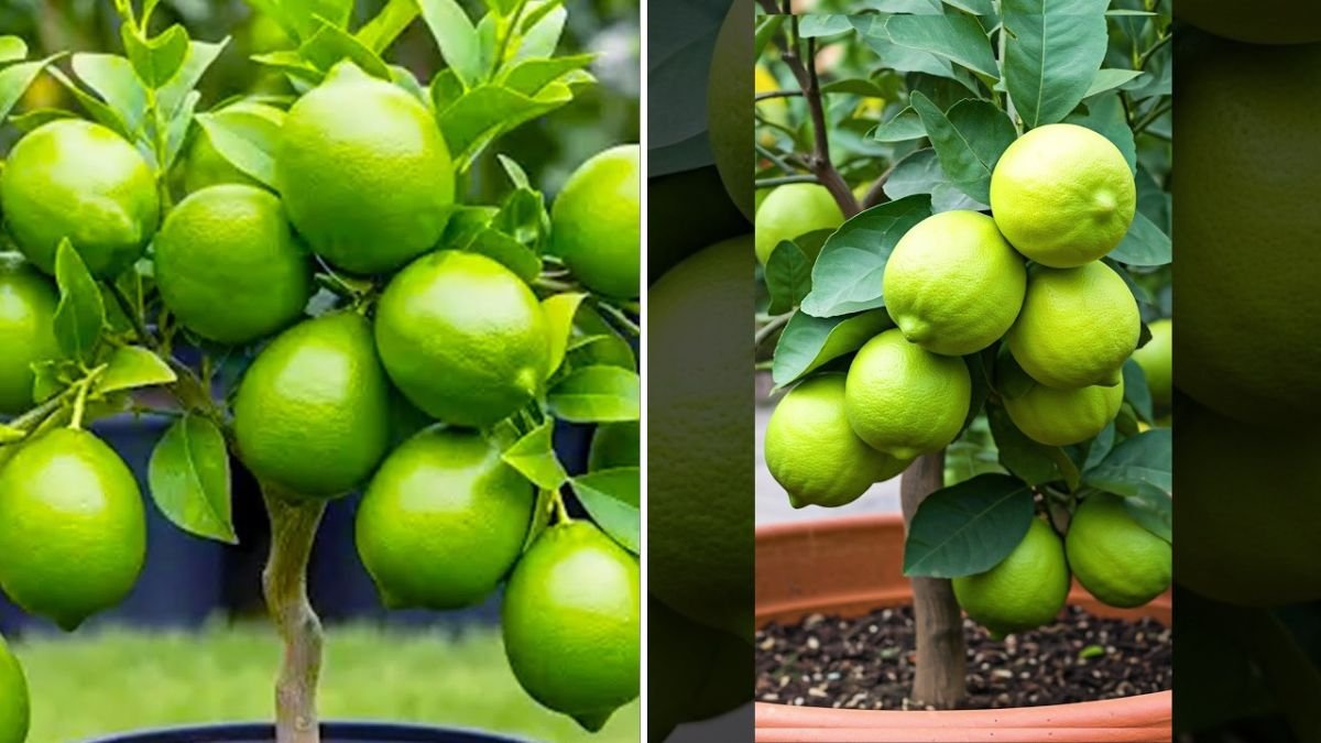 Grow Lemon Trees FAST Like a Pro with These Expert-Backed Tips!