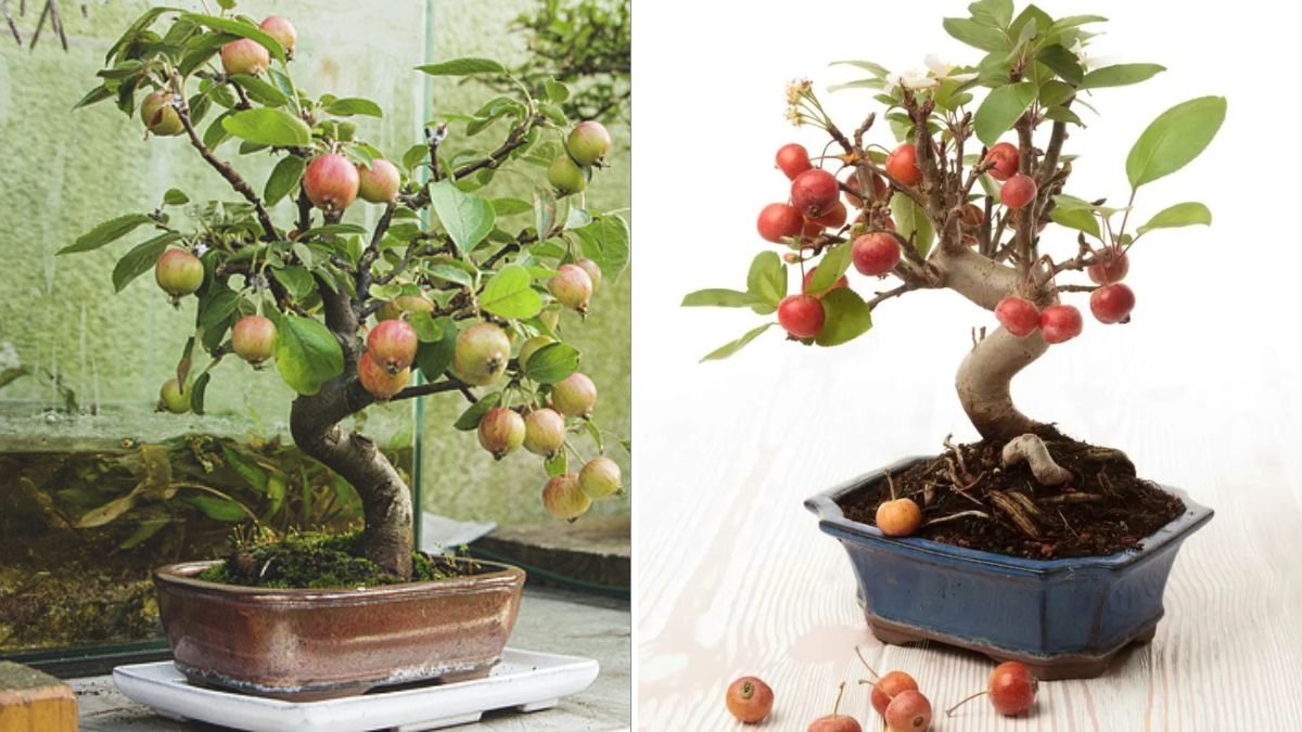 You Won’t Believe How EASY It Is to Grow Your Own Fruit Tree at Home!
