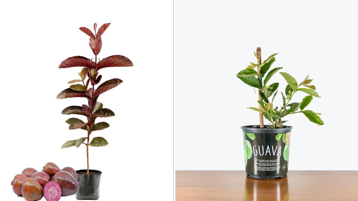 Grow Your Guava Tree FAST with These Proven Pro Tips!