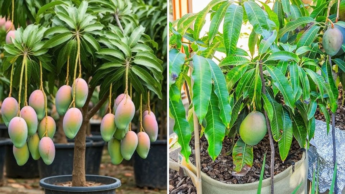Power-Up Your Mango Tree Growth: Proven Techniques to Grow Mango Trees Faster at Home!v