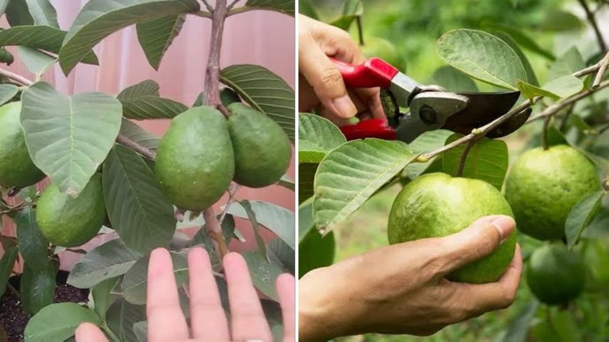 Supercharge Your Guava Tree Growth: Grow Guava Trees FASTER with These Expert-Approved Tips!