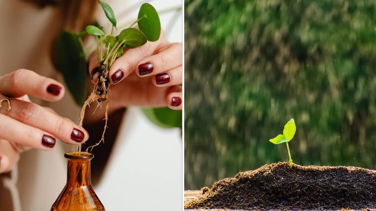 A New Method of Propagation: The Revolutionary Way to Multiply Plants Faster at Home