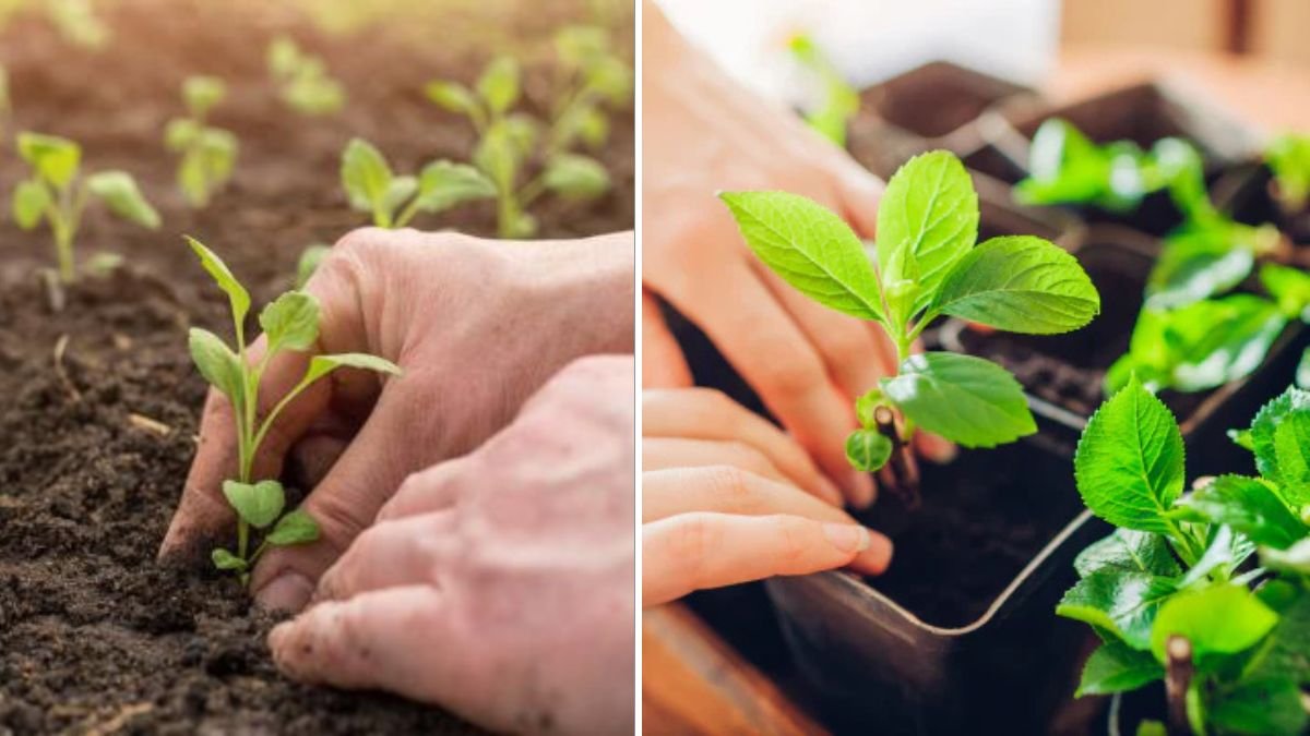 Do You Know Which Plants Grow Fastest at Home? A Complete Guide to Super-Speed Gardening