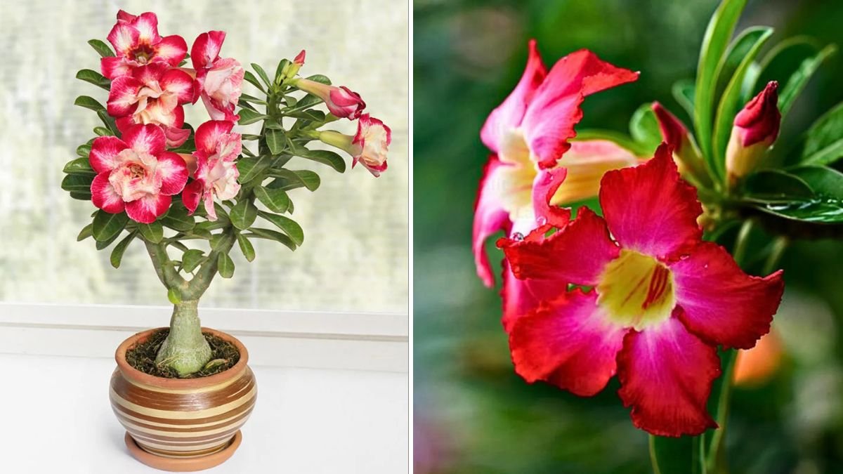Desert Rose Delight: How to Grow Adenium for Bigger Blooms, Thick Caudex & Stunning Shapes