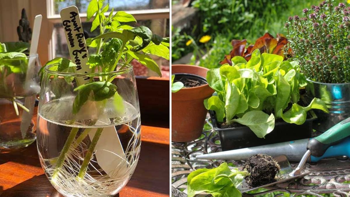Great Idea to Propagate Your Favorite Plants: The Smart, Simple Method Every Gardener Should Try
