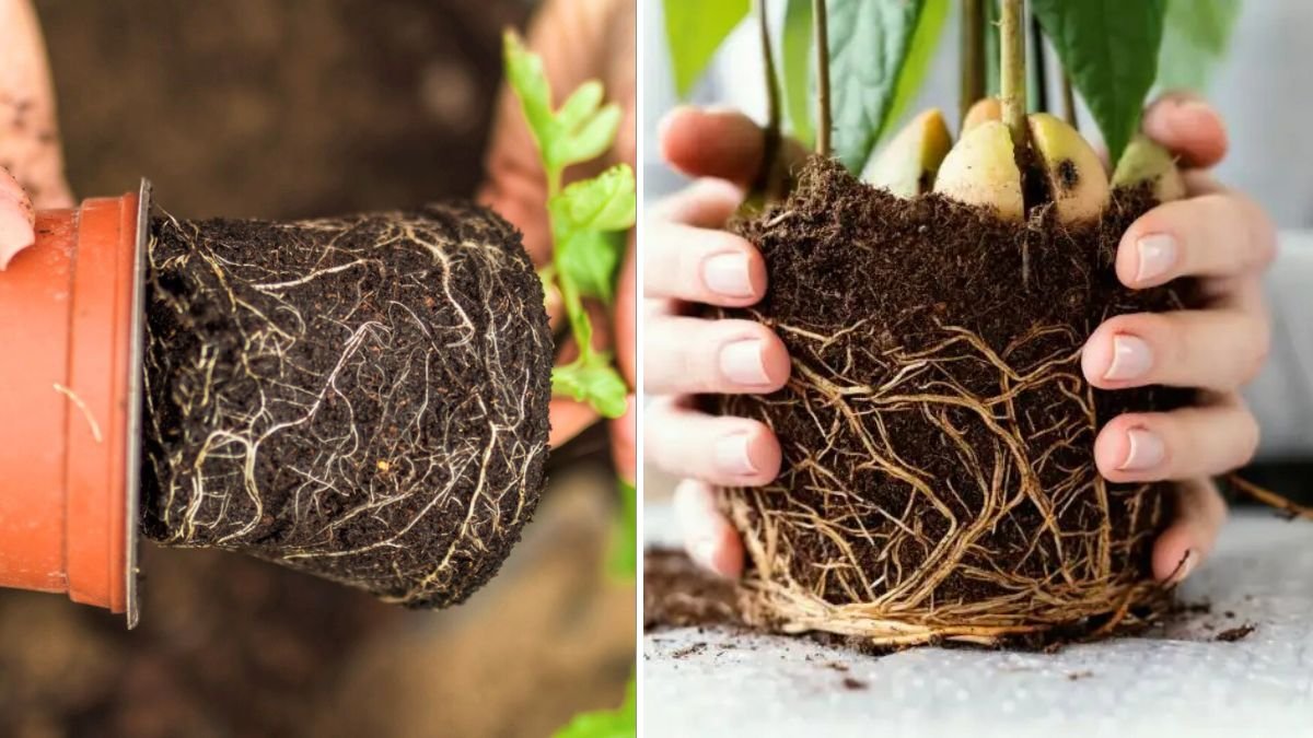 Best Method of Growing Healthy Plants: A Complete Guide to Strong Roots, Vibrant Growth, and High Yieldsv