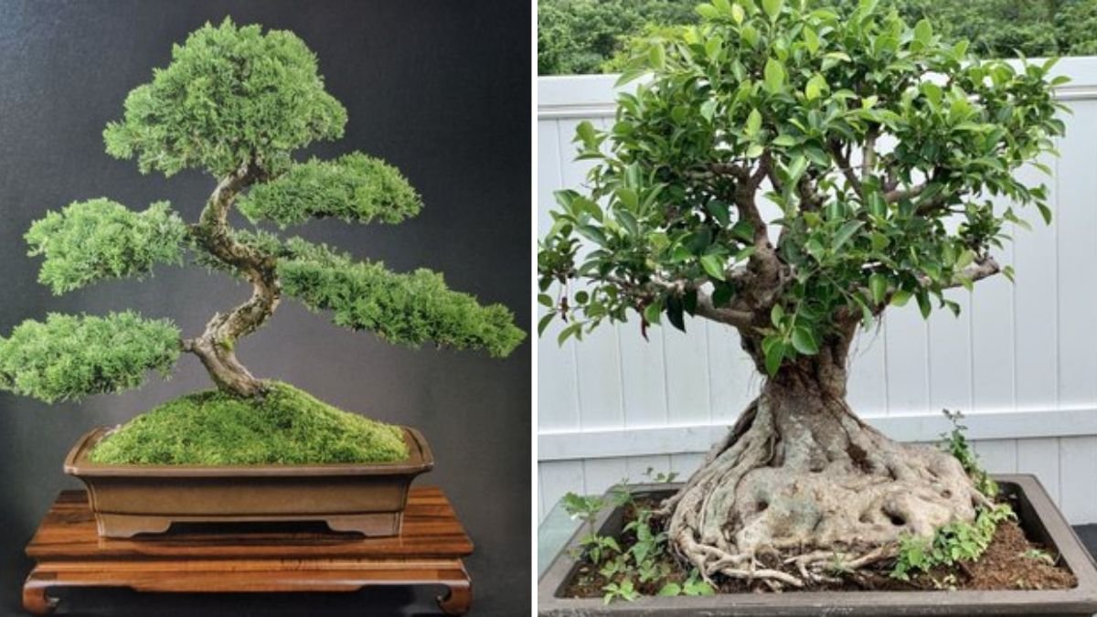 Propagate Your Favorite Plants: A Complete Guide to Growing More Greenery With Simple and Natural Techniques