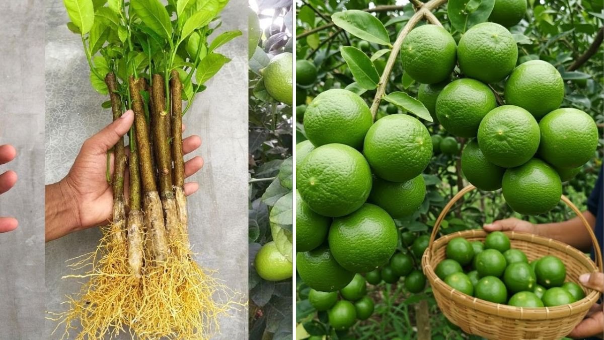 Propagate Lemon Trees Like a Pro: The Most Effective Techniques to Grow Fast, Healthy, Fruit-Loaded Lemon Plants at Home!