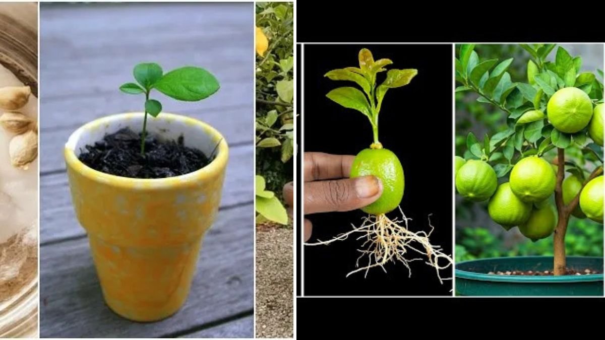 Propagation Lemon Tree: The Best Step-by-Step Guide for Fast, Healthy Growth