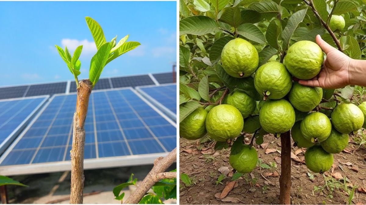 Master the Art of Guava Tree Grafting: A Complete Step-by-Step Guide for Faster Fruiting