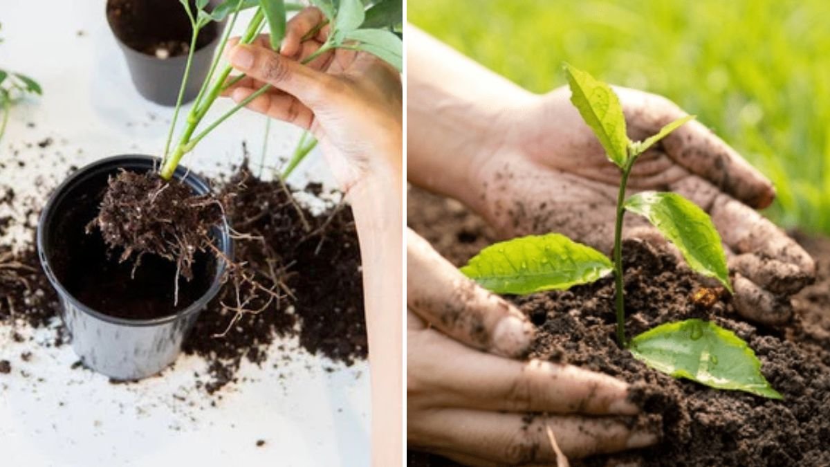 The Great Technique Every Gardener Should Know: A Powerful Method to Multiply Plants Successfully