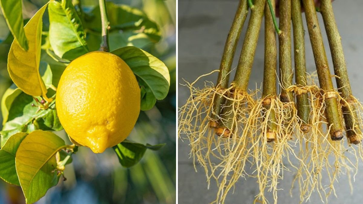 The Ultimate Guide to Lemon Tree Propagation: Grow New Lemon Plants Easily at Home