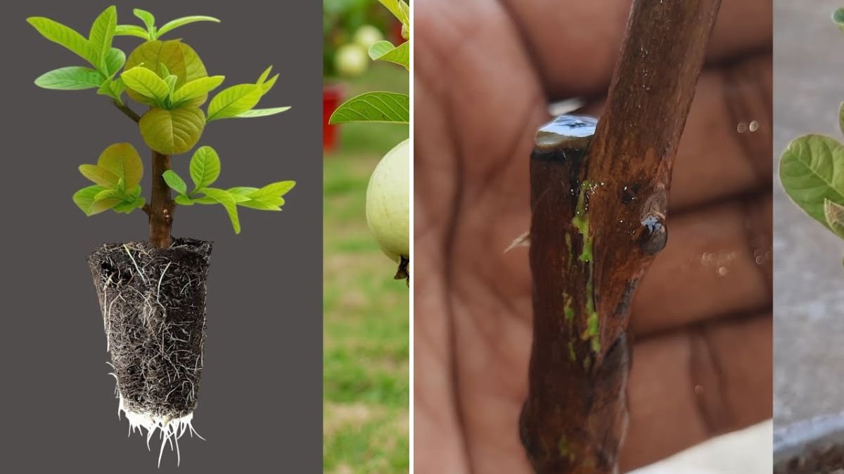 Mastering Guava Tree Grafting: The Ultimate Guide to Growing High-Quality Guava Faster