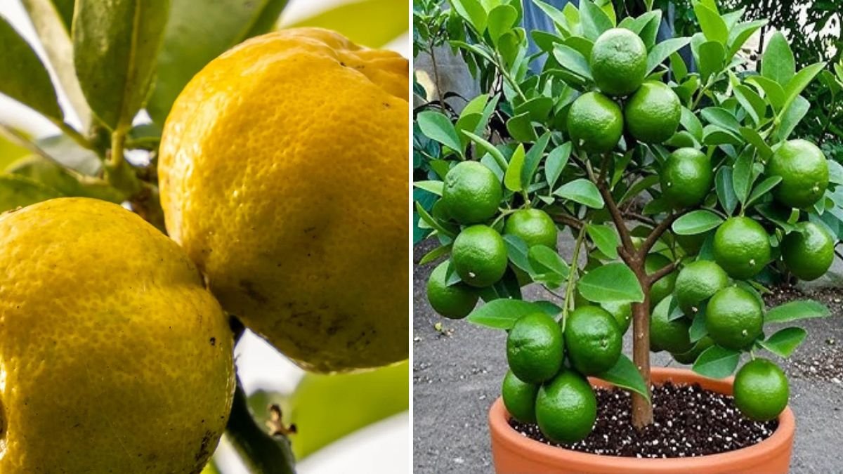 Unlock the Secret: The Most Effective Ways to Propagate Lemon Trees at Home