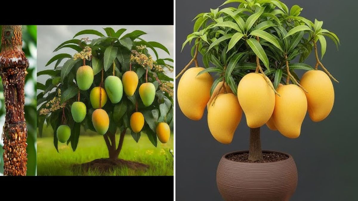 Master the Art of Air Layering Mango: The Easiest Way to Grow Fruit-Filled Mango Trees Faster!