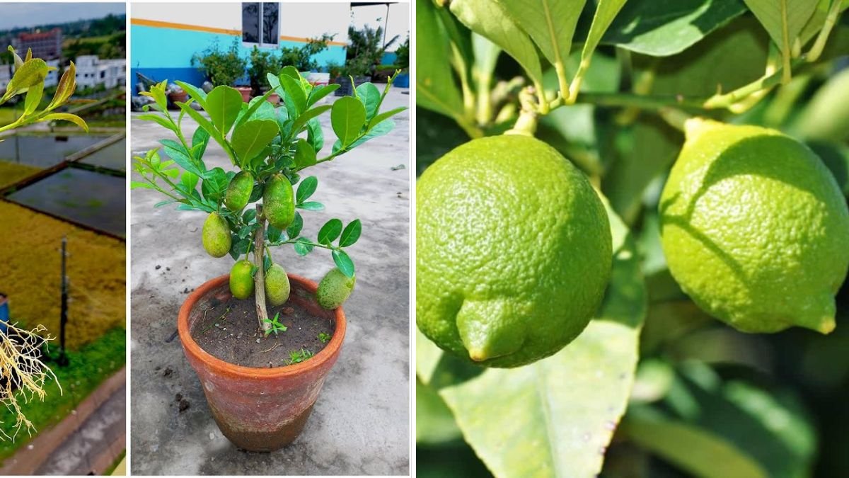 Master the Art of Lemon Tree Propagation: A Complete 1200-Word Guide to Growing Healthy Lemon Trees at Home