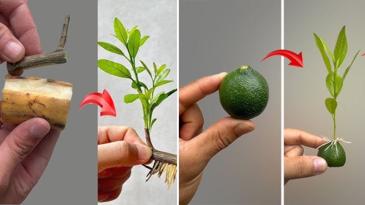 Propagation of Lemon: A Complete 1200-Word Guide to Growing Healthy Lemon Trees at Home