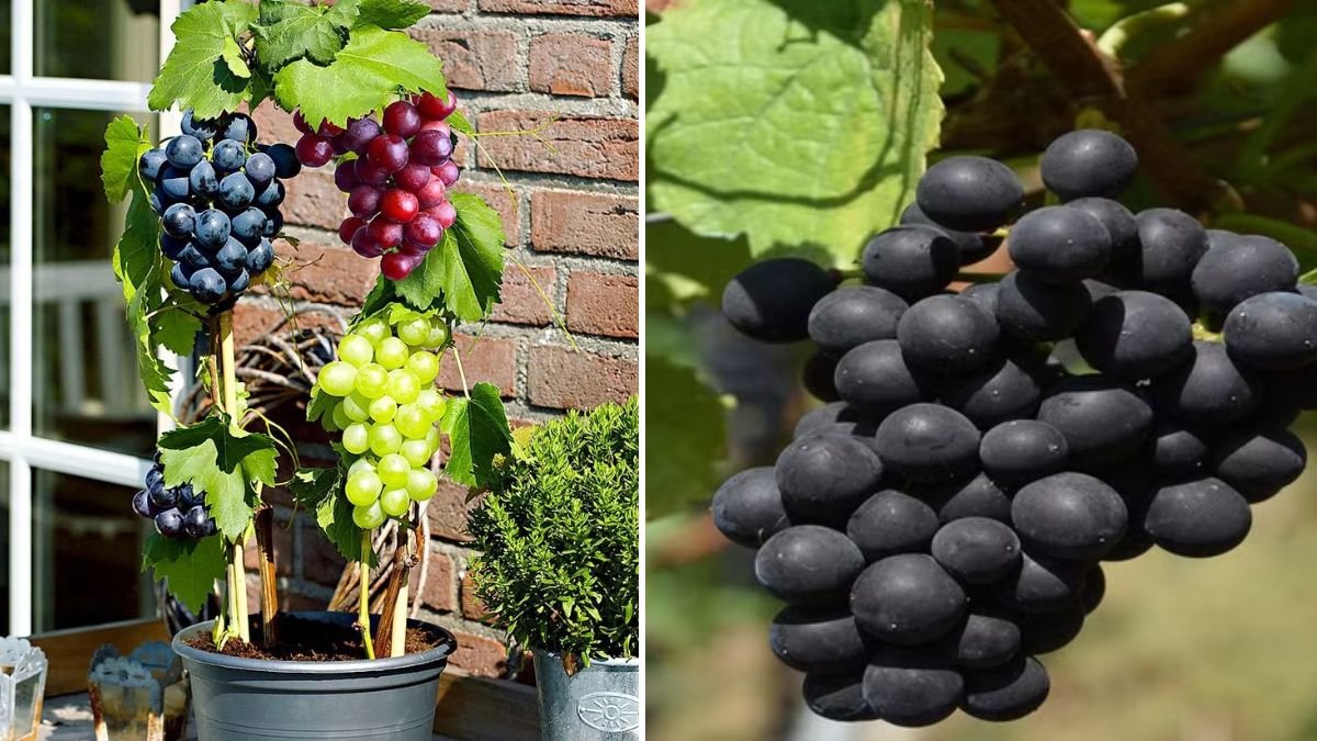 Master Guide to Growing Grapes: From Backyard Beginner to Vineyard Pro