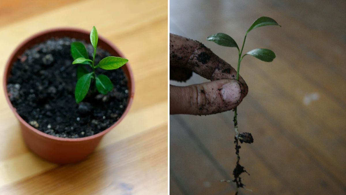 Multiply Your Lemon Trees: The Ultimate Guide to Propagating Lemon Plants Successfully at Home