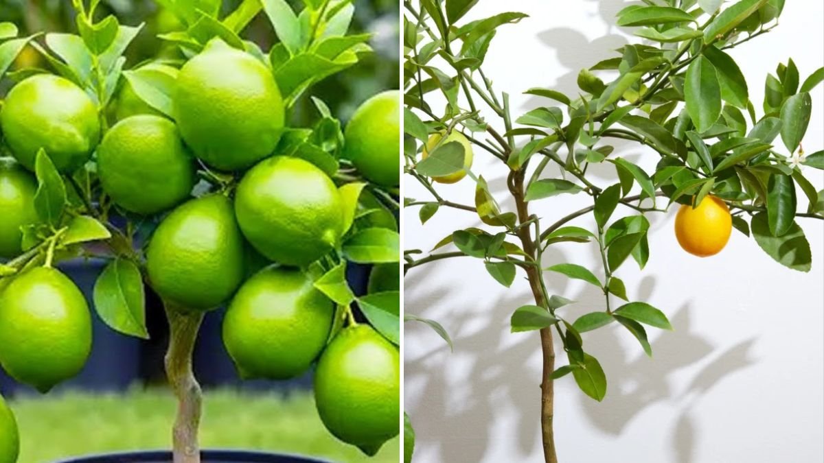 Grow Unlimited Lemon Trees: The Complete Step-by-Step Guide to Propagating Lemon Stems Successfully
