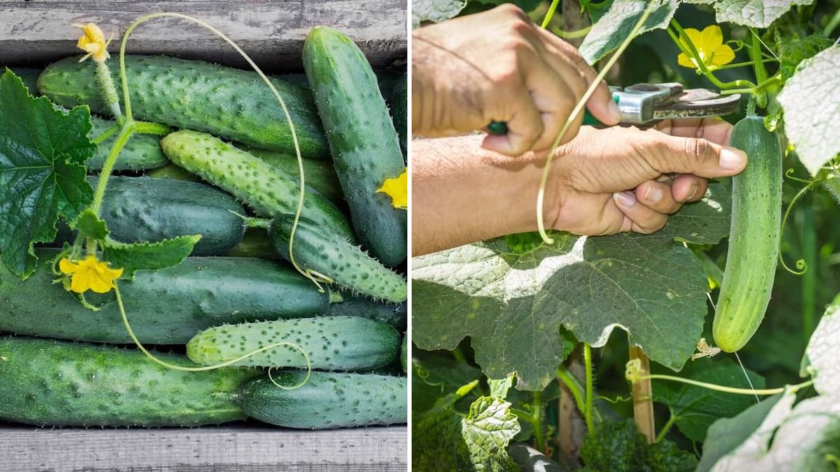 A New Way to Grow Cucumber: Boost Your Harvest with Modern Techniques for Healthier, Juicier Fruits