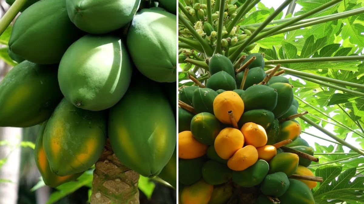 How to Grow Papaya: A Complete Guide to Thriving Papaya Plants and Bountiful Harvests