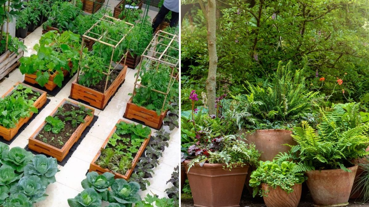 Amazing! A New Idea for Transforming Your Garden: Innovative Techniques for Healthier Plants and Bigger Harvests