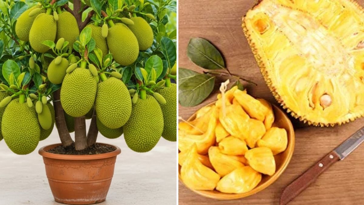 How to Graft Jackfruit: The Ultimate Guide to Faster Fruit Production and Healthier Trees