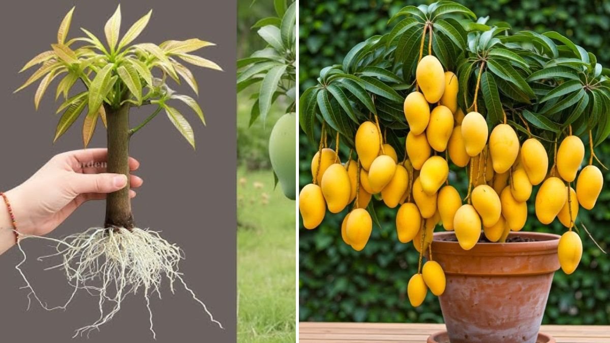 Revolutionary New Idea for Propagating Mango Trees: Faster Growth, Stronger Plants, and Higher Success Rates!