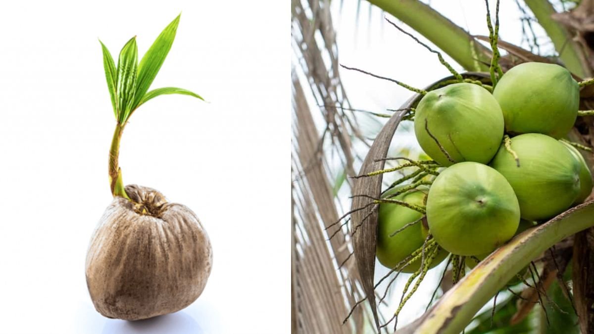 From Seed to Palm: The Complete Guide to Propagating Coconut Trees Successfully