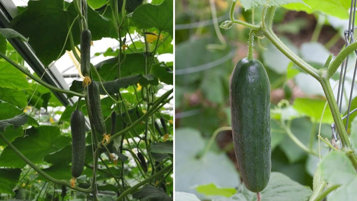 A New Way to Grow the Cucumber Tree: Simple, Smart & Highly Effective Propagation Method