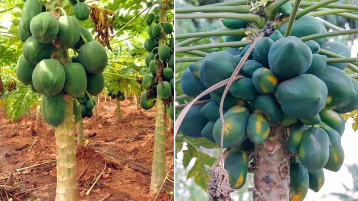 Papaya Paradise: The Complete Guide to Growing Papaya Successfully at Home or Farm