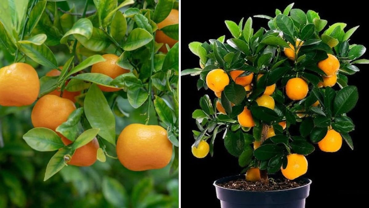 From Fruit to Forest: How to Grow an Orange Tree from an Orange for Home Garden Success