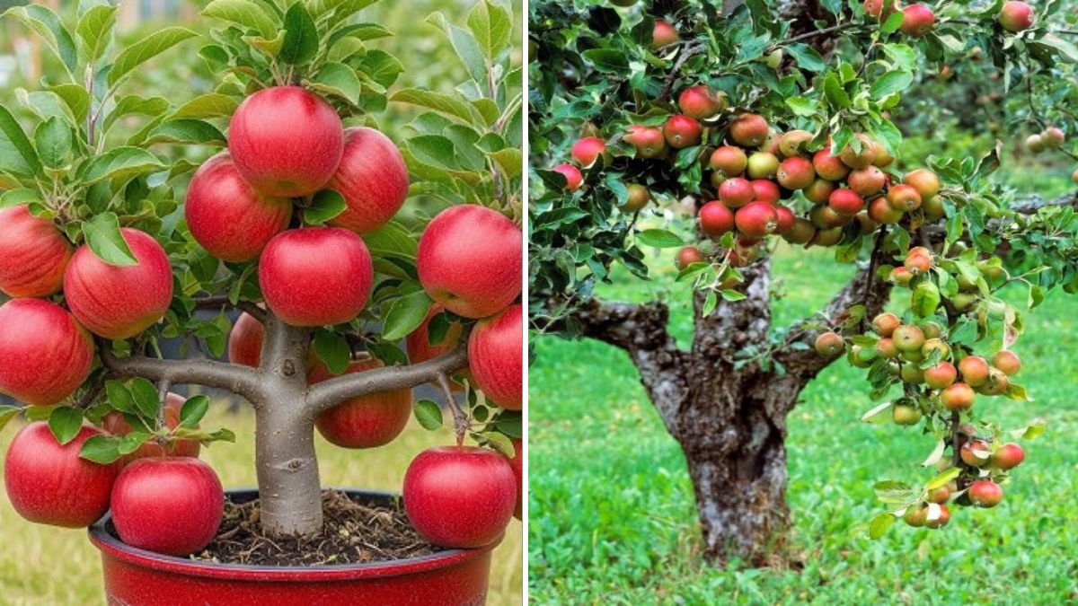 Master the Art: How to Propagate Apple Trees for a Bountiful Orchard