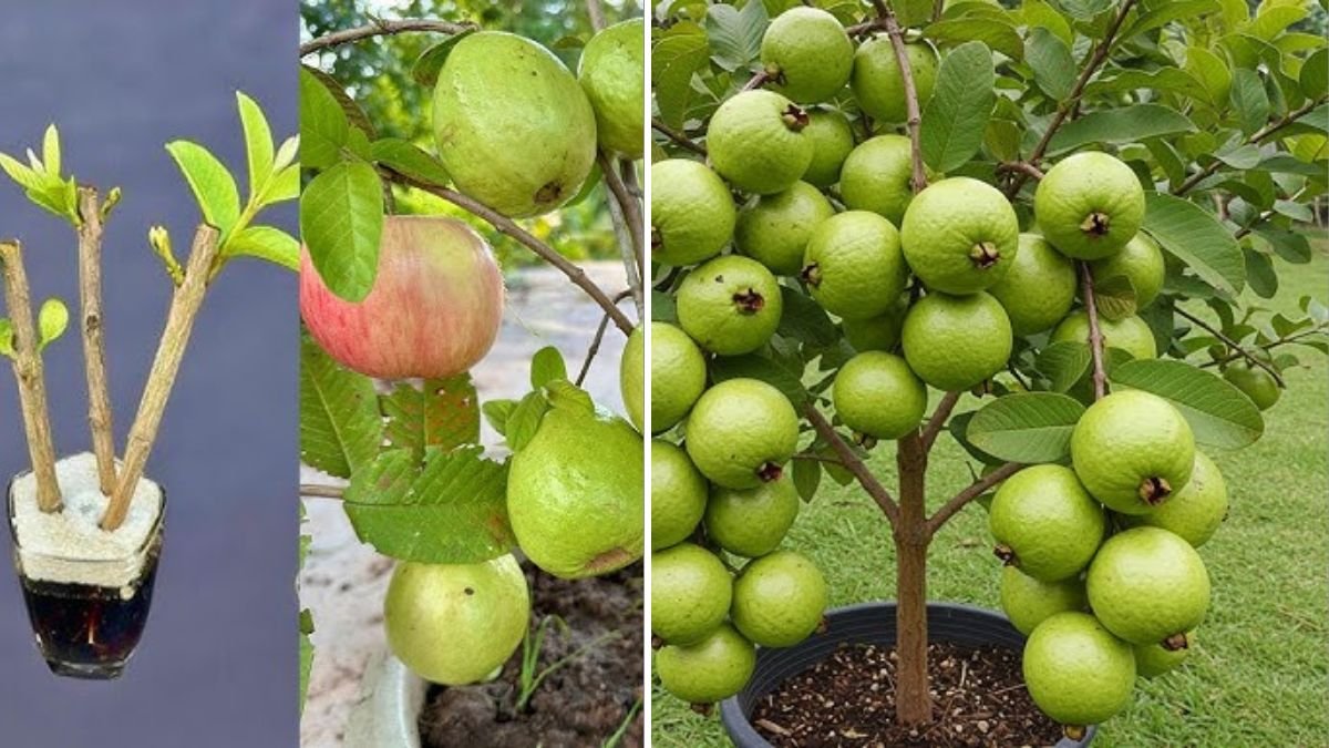 “A Revolutionary Idea: How to Propagate Apples Using Guavas for Unique Fruit Trees