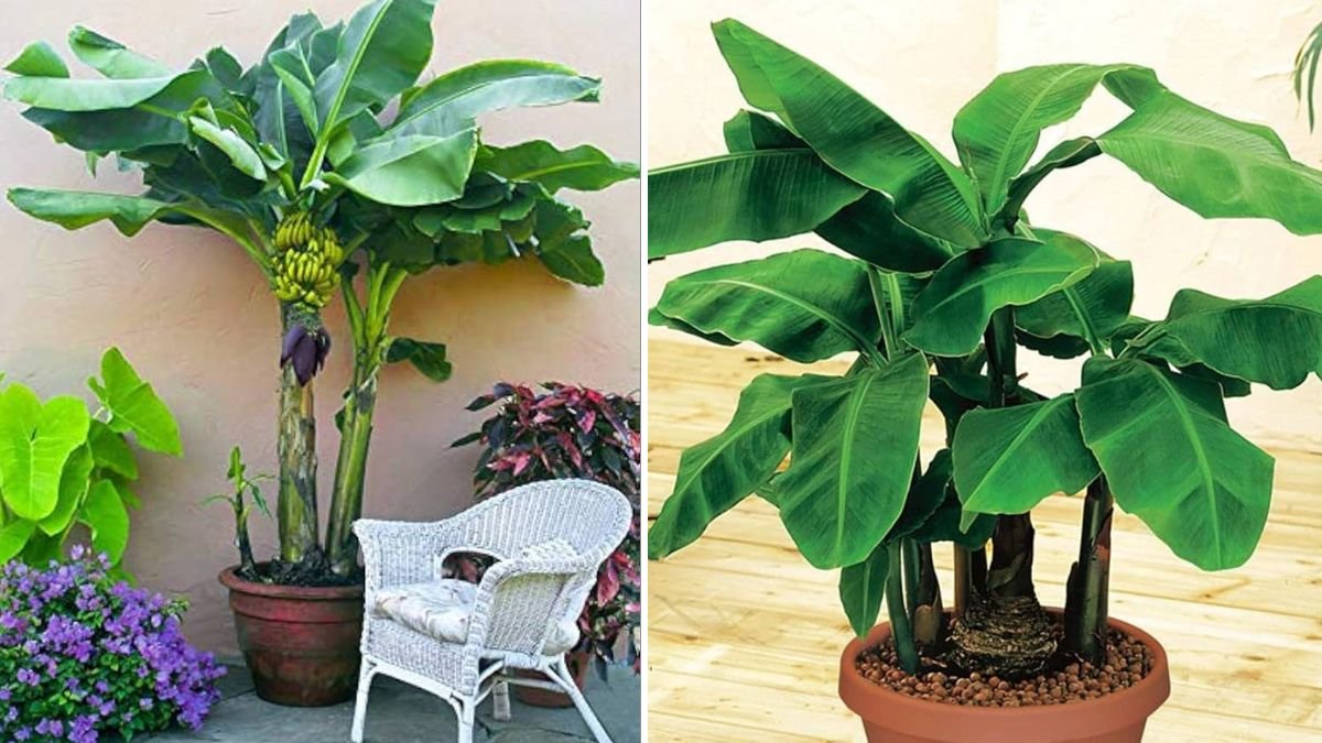 Grow Your Own Banana Paradise: How to Cultivate a Banana Tree from a Single Banana